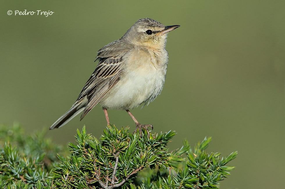 Bisbita campestre (Anthus campestris)